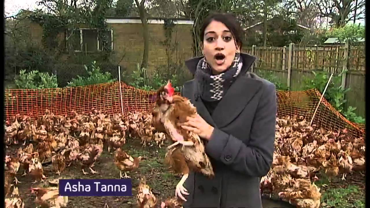 Adopt a battery hen?
