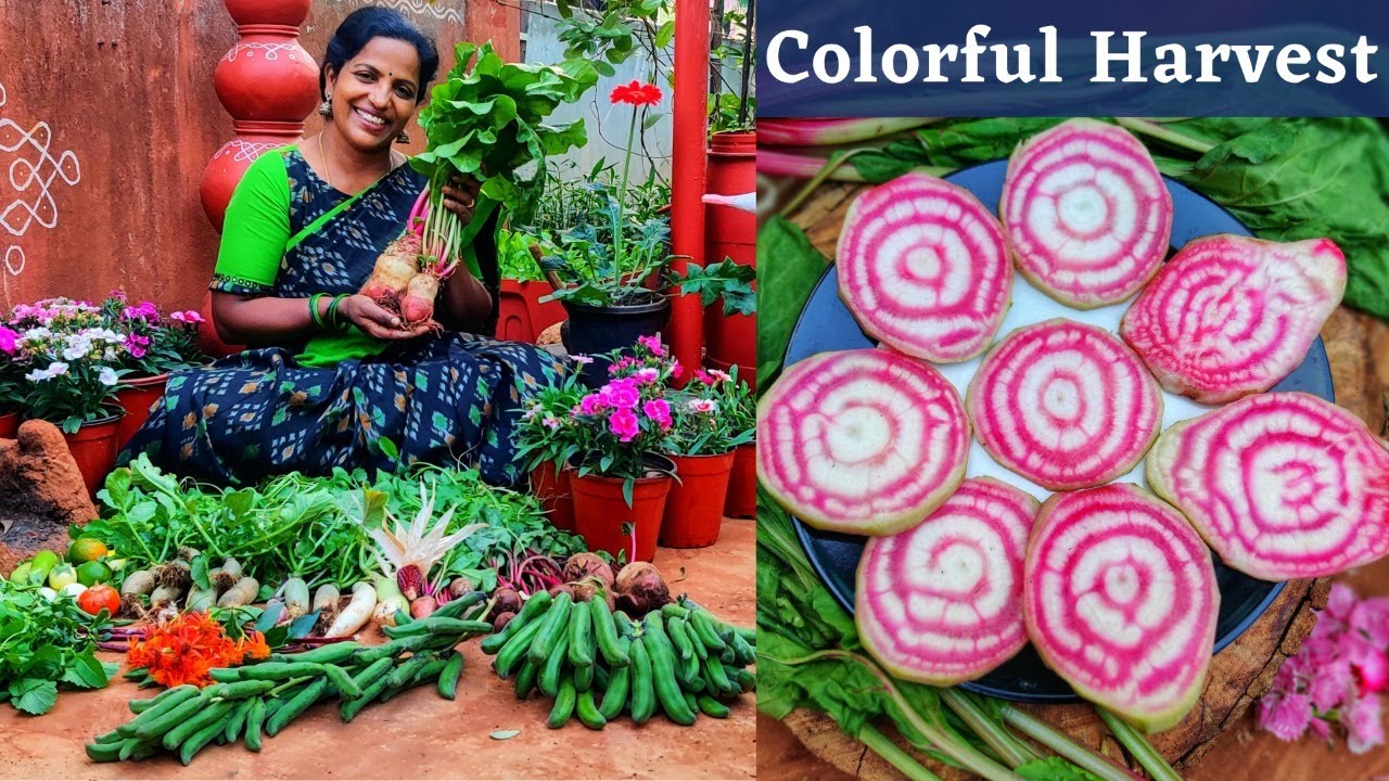 Candy Cane Beetroot,Purple Cauliflower,Green Meat Radish,Red Currants,Romanesco,Velvet Beans#Harvest