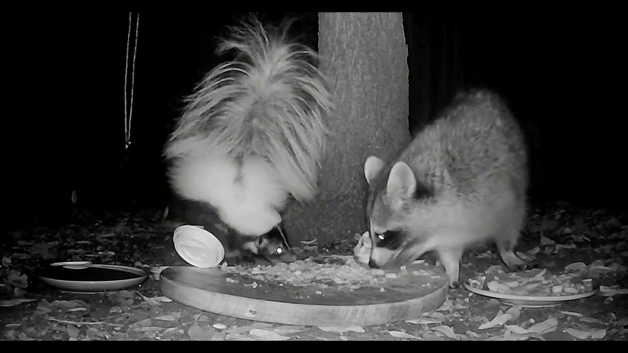 We are back 🦨🦝