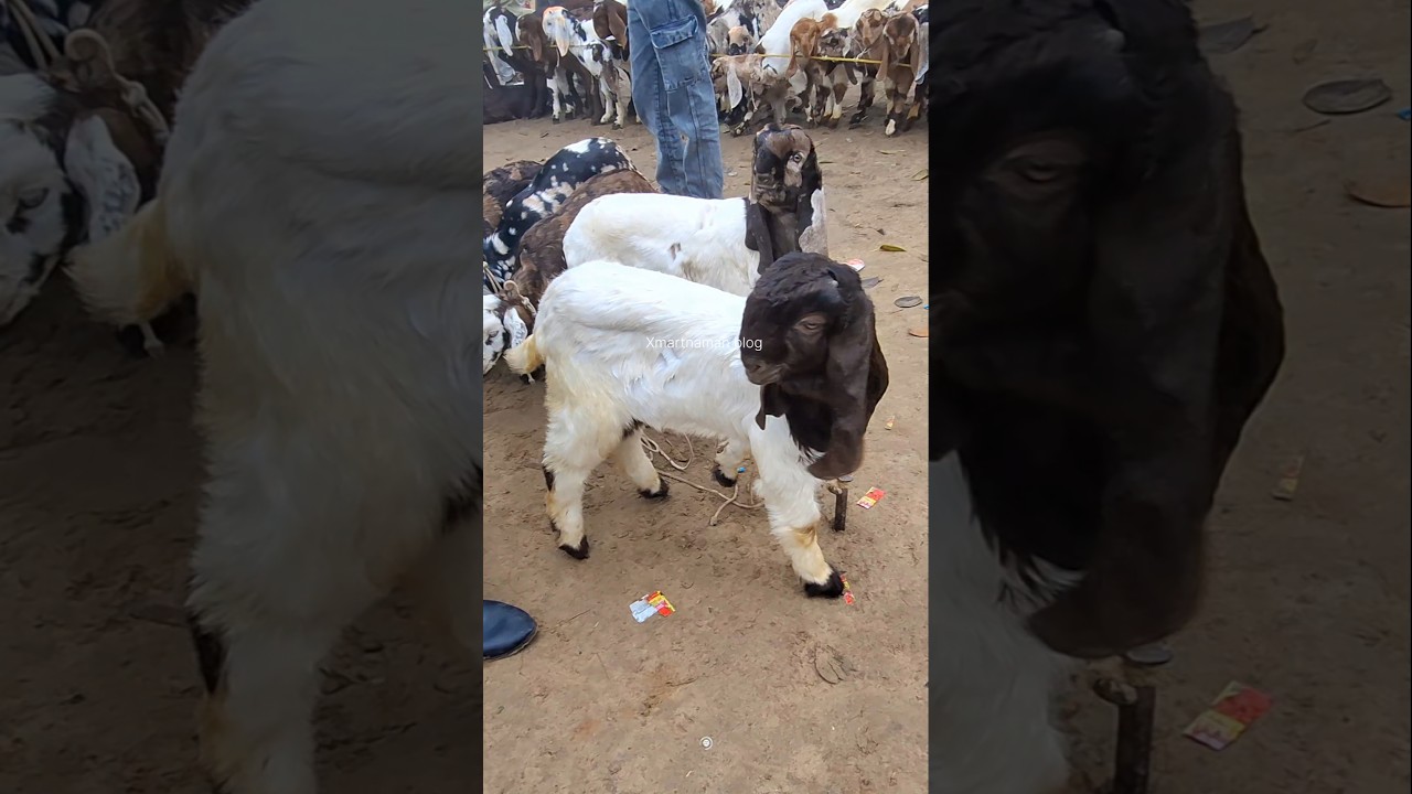 बेह्तरीन quality 2 Totapari kids सस्ते दामों में Hardoi Bakra Mandi #shorts