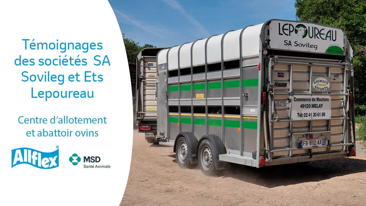 Une traçabilité renforcée de l’élevage à l’abattoir l SA Sovileg et Ets Lepoureau l Boucles Allflex