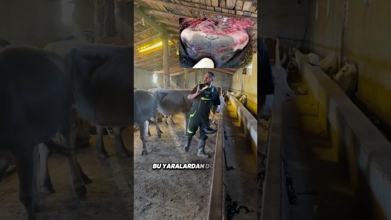 &Ccedil;&uuml;r&uuml;k Domatesin Şap Hastalığına Etkisi #&ouml;ne&ccedil;ıkar #keşfet #viralshorts #viral #animals #hayvancılık