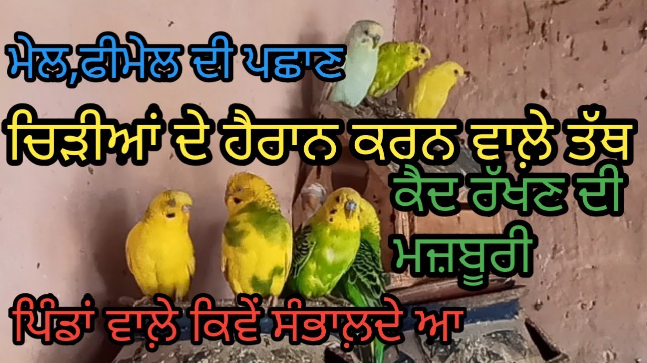 ਚਿੜੀਆਂ ਦੇ ਰੌਚਕ ਗੁਣ | wonderful points of sparrows|beautiful birds| Harbhej Sidhu| Sukhjinder lopon |