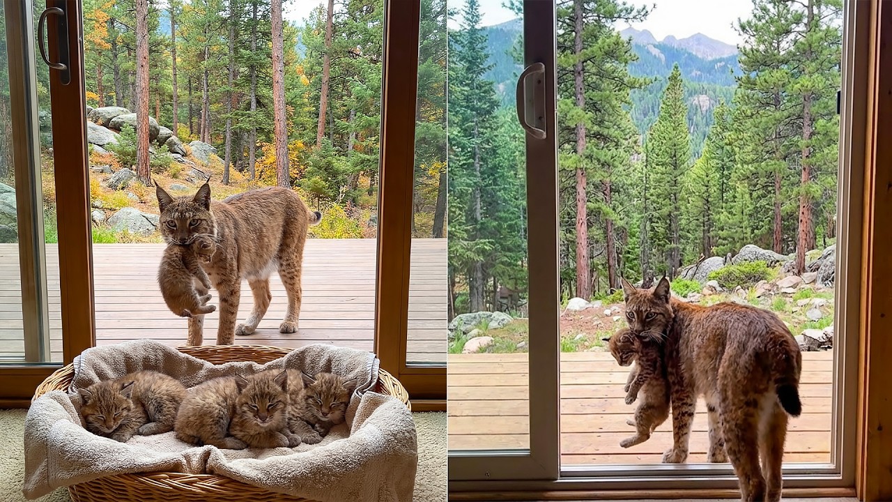 A Mother Bobcat Came to Pick Up Her Lost Kittens From My House — You Won’t Believe Why