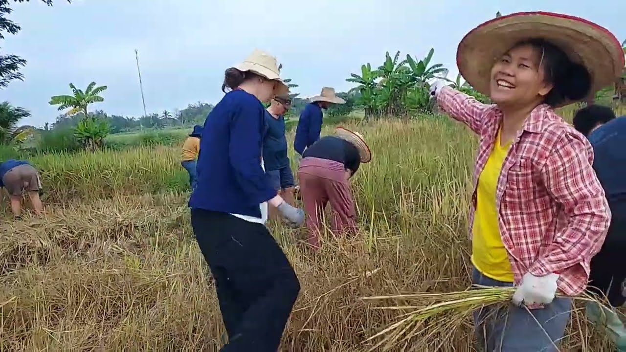 ฤดูกาลเก็บเกี่ยวคือฤดูการแห่งความสนุก