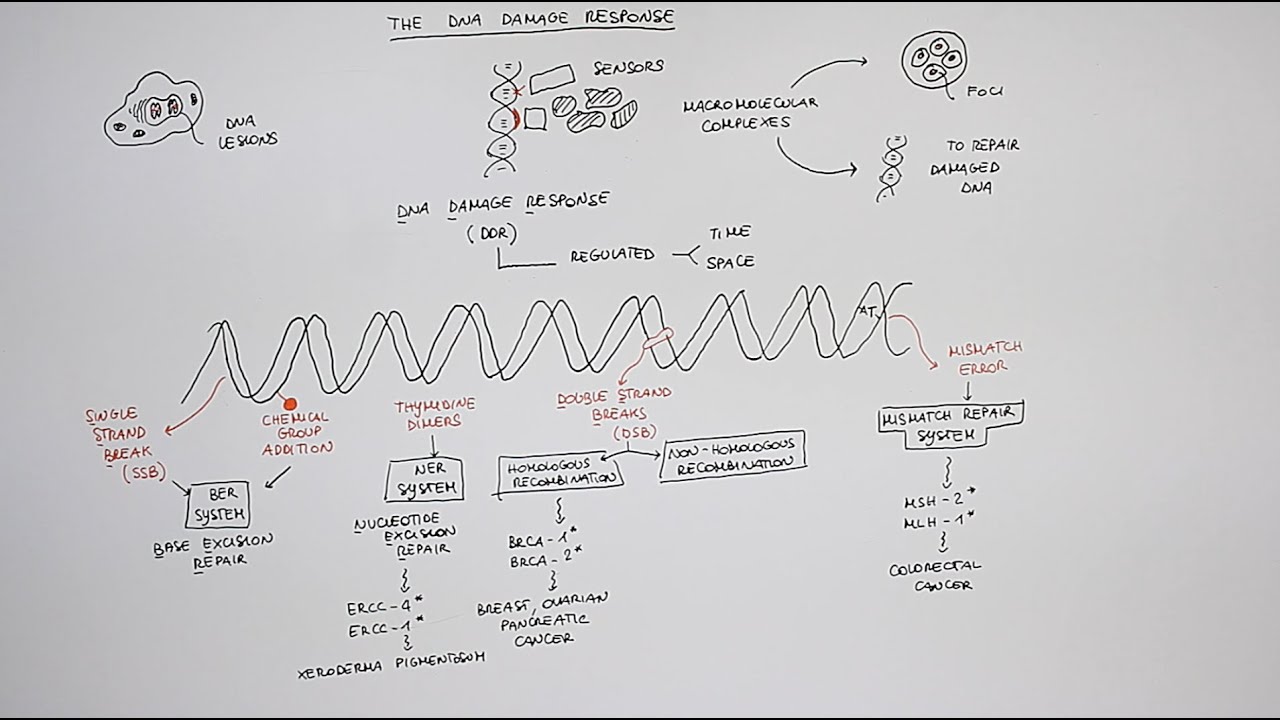 The DNA damage response
