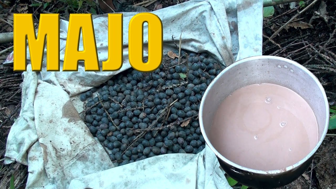 ✅ EN BUSCA DEL MAJO  |  El fruto mas buscado en la selva