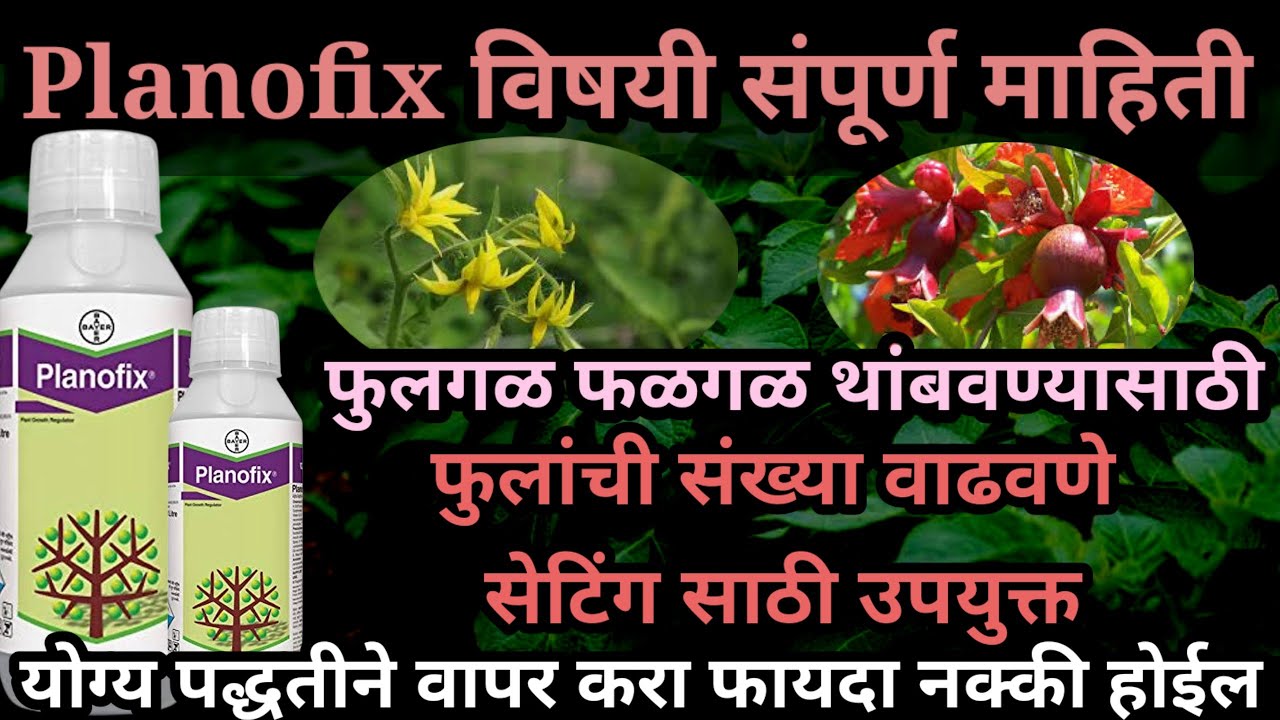 Planofix विषयी संपूर्ण माहिती| bayer planofix| planofix bayer in marathi #plantgrowthregulator