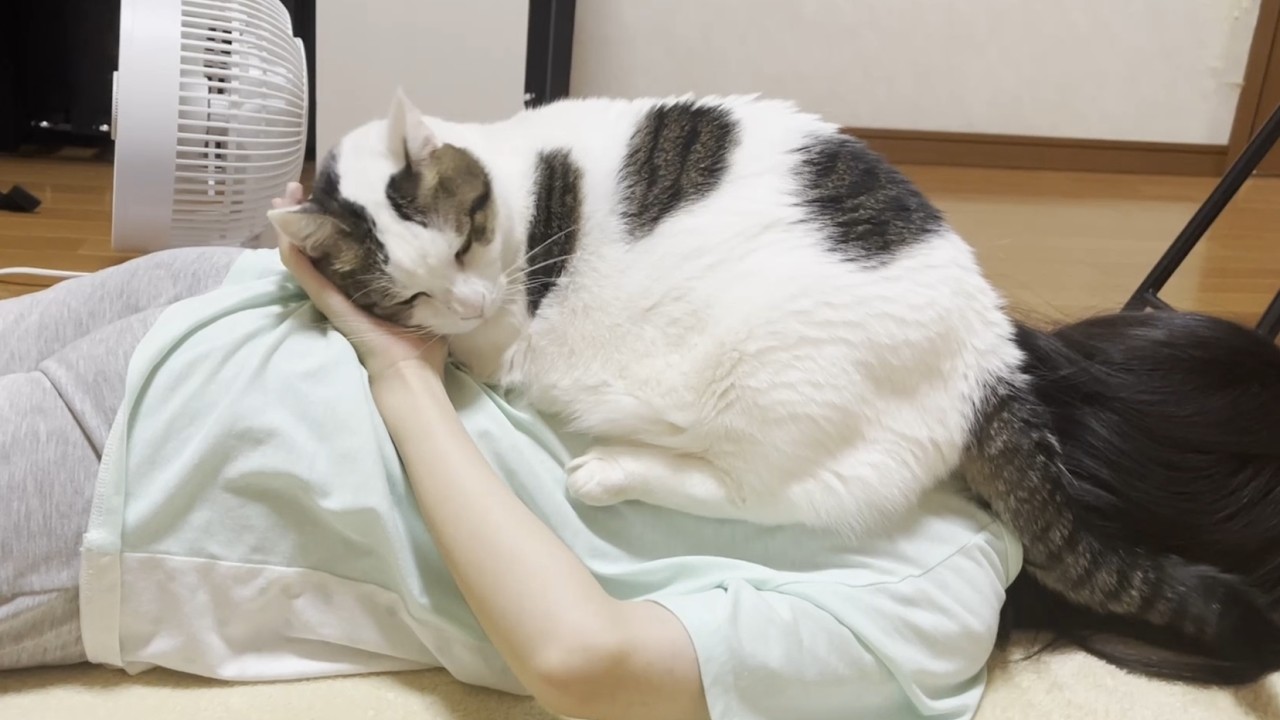 撫でてくれた娘に恩返しする猫