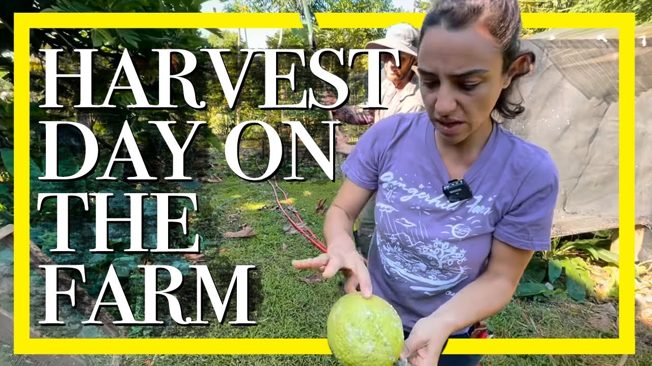 Today is harvest day on the farm | Live Big #90