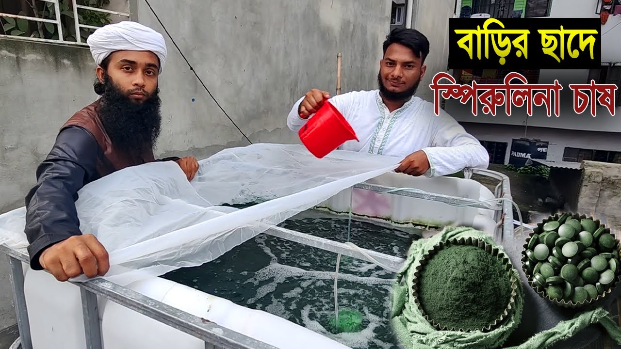 সুপার ফুড স্পিরুলিনা বা সামুদ্রিক শৈবাল চাষ পদ্ধতি। Sporilana