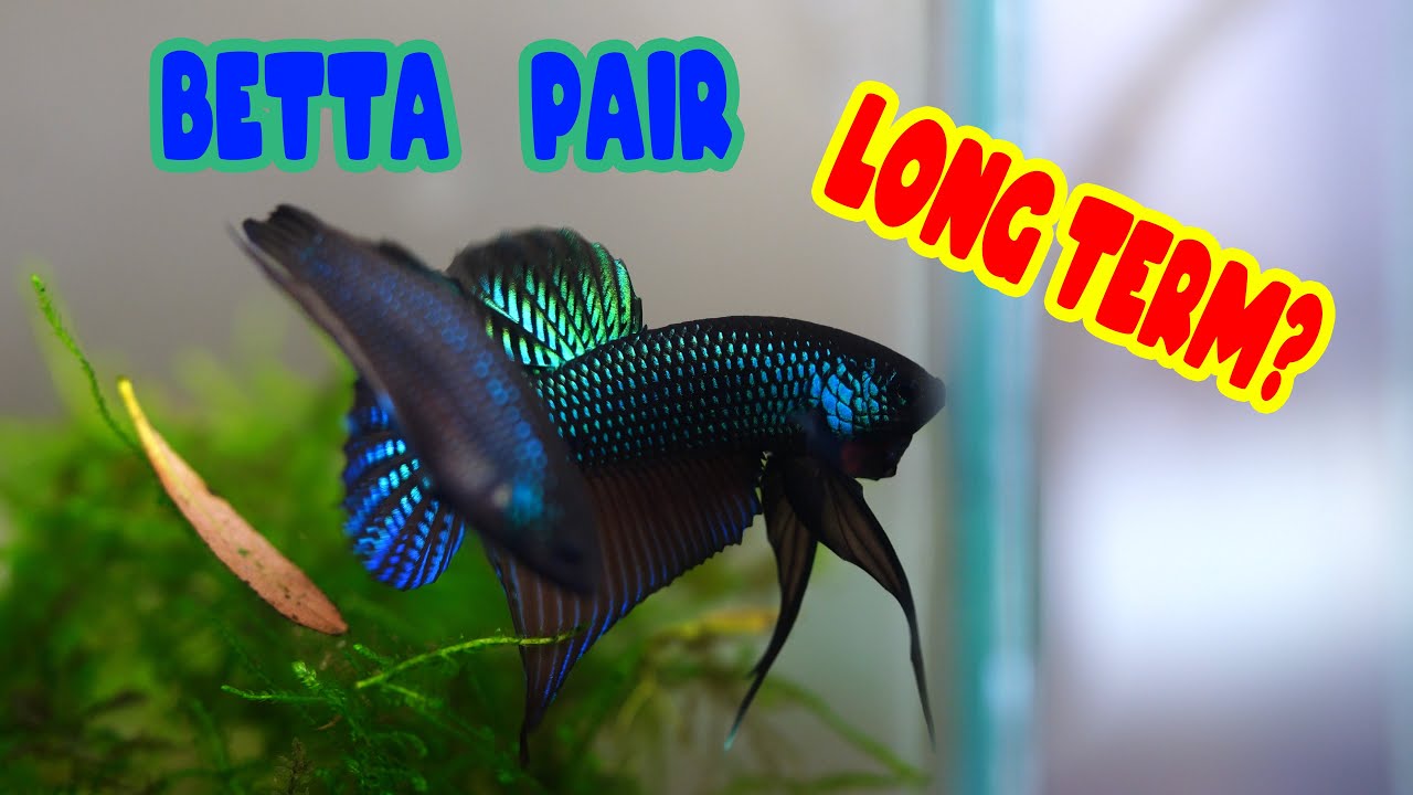 Can you keep Betta splenden Pair together? + GIVE AWAY WINNER!