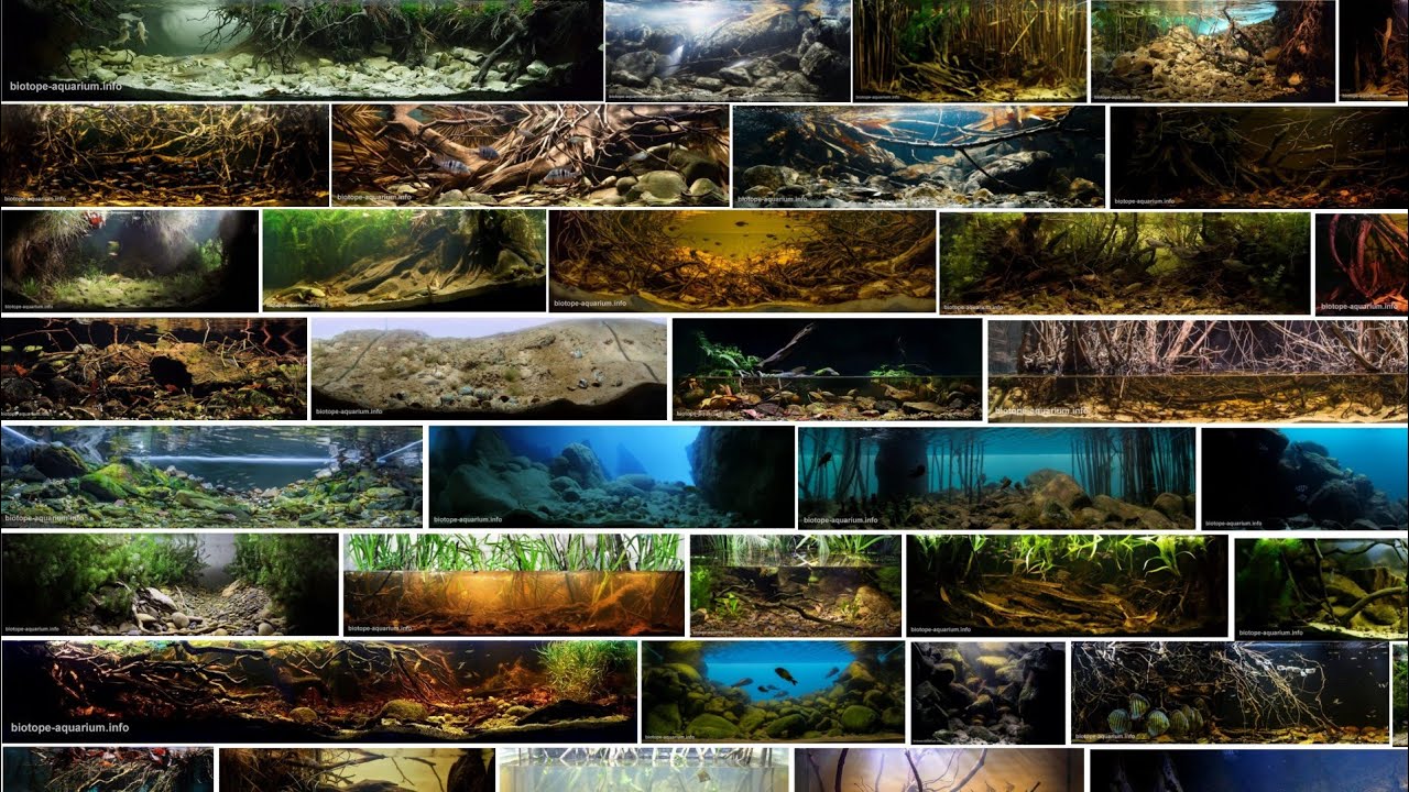 All BADC aquariums 2019 aquariums. Over 100 tanks.