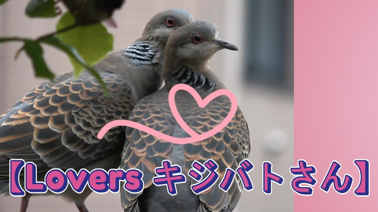 ＜No.75＞【Lovers キジバトさん】20240422