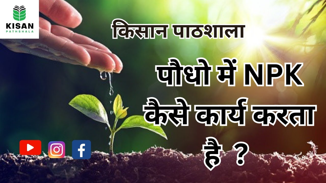 4 NPK, पौधे का भोजन, Plant Food, KISAN PATHSHALA FPO FPC 8966838222 Dr BALRAM KISAN | NPK KYA HAI ?