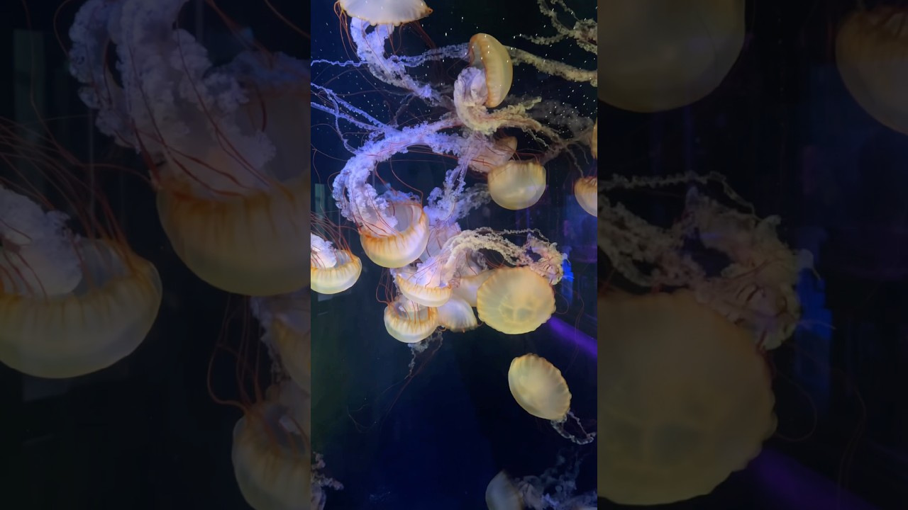 #jellyfish #sea #thedeep #hull #fish