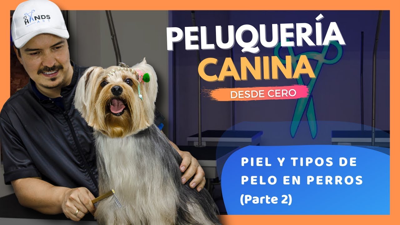 CURSO de PELUQUERÍA CANINA desde CERO (2021) 🔥 
