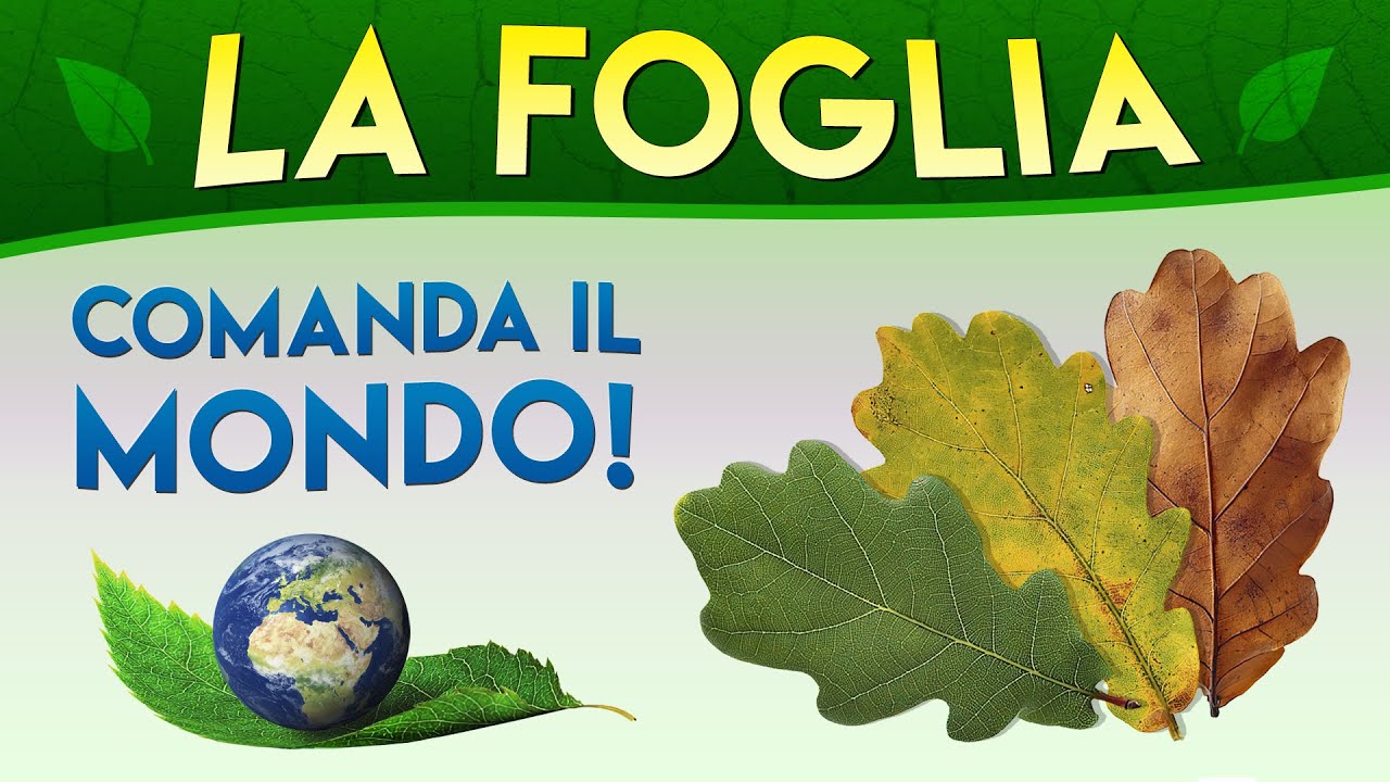 La foglia comanda il mondo! (la fotosintesi clorofilliana) ► Puntata 7