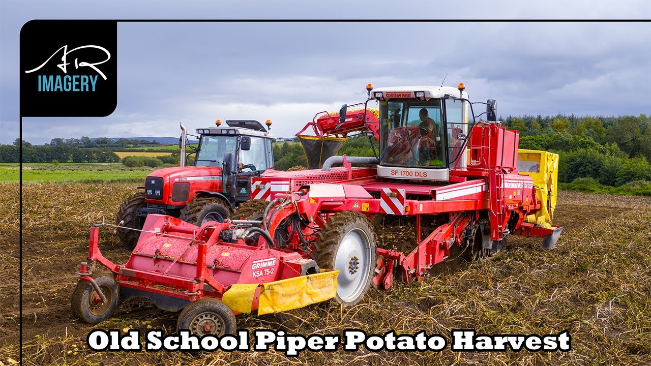 Картофель Piper из земли | Уборка урожая Grimme SF 1700 DLS