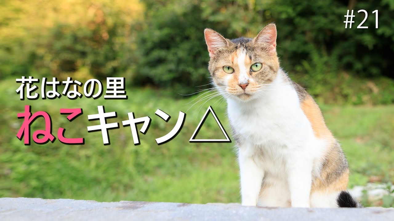 ネコだらけなキャンプ場でソロキャンプ△ #21