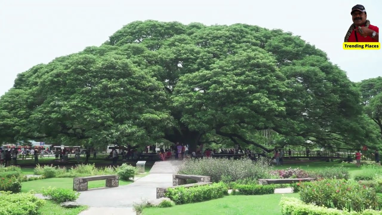 💋Thailand's natural wonder: The awe-inspiring Samanea saman or Rain Tree, a towering symbol
