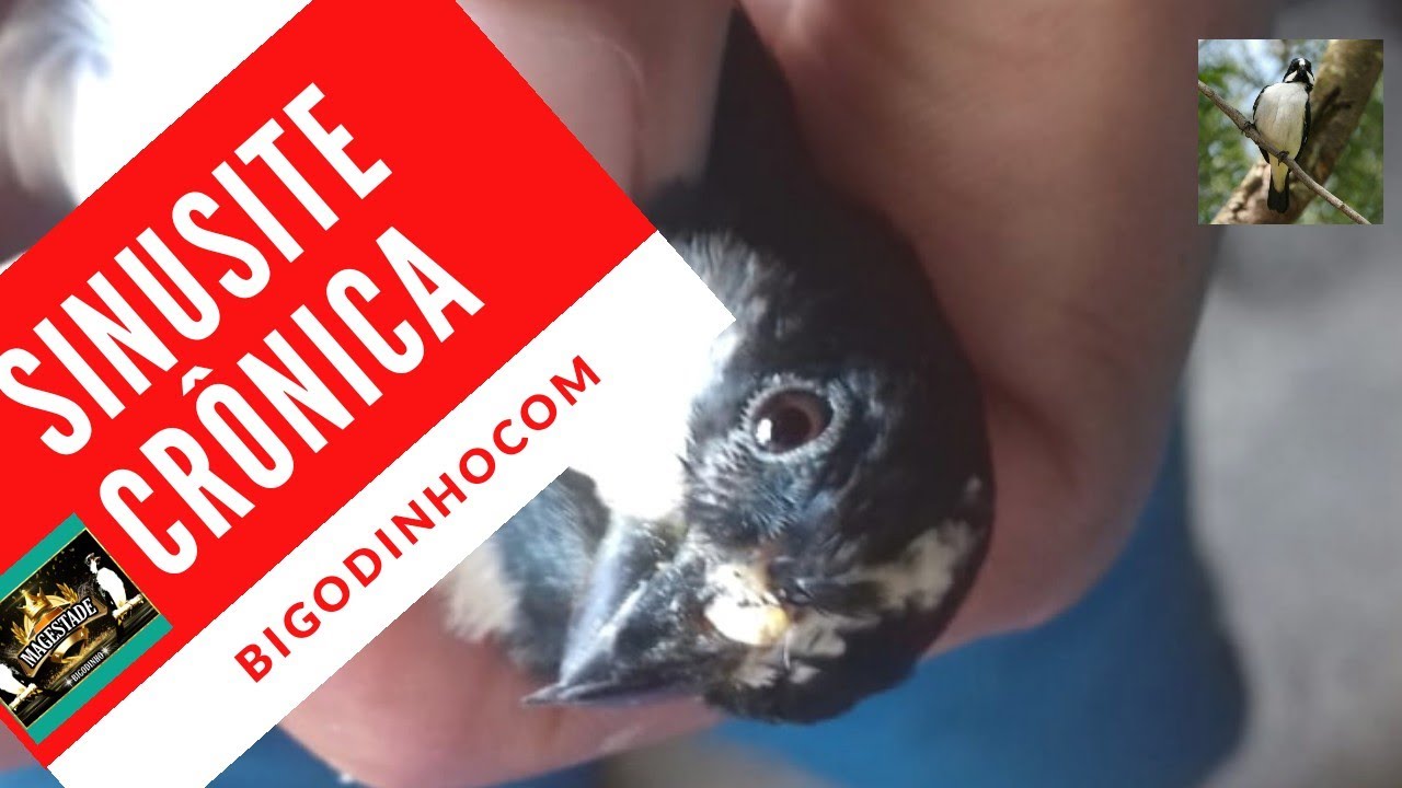 SINUSITE CRÔNICA nos Bigodes | Como identificar e tratar