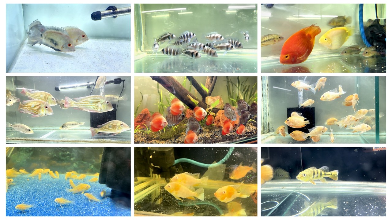 Tank Tresures Aquarium Shop Subhash Nagar Delhi | Huge Quantity Freshwater Aquarium Fishes For Sale