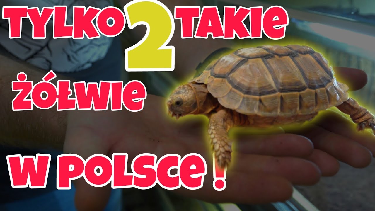 JEDNE Z NAJRZADSZYCH ZÓŁWI W AFRYCE‼️ ➡️ wizyta u Żółwiosfera