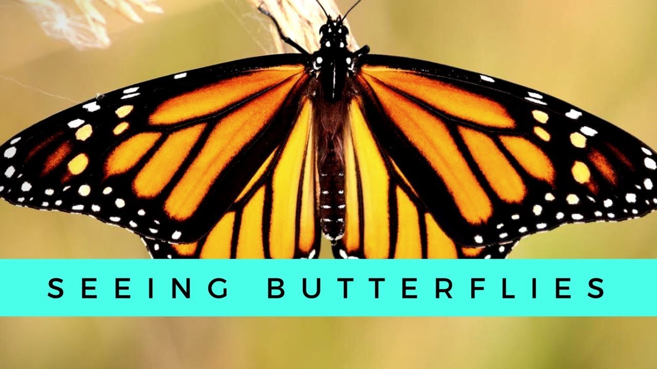 Seeing Butterflies? #spiritmessage #KeyLovesGod #butterflies