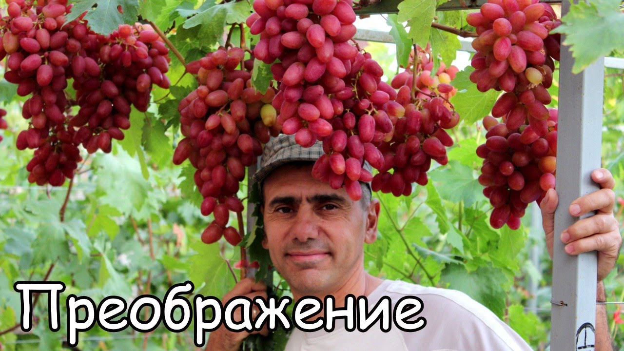 Виноград Преображение