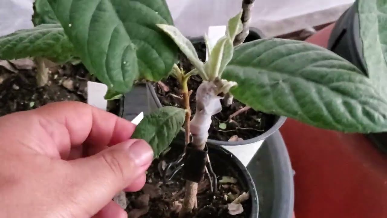 Мушмула! Плодовый урожай, который обязательно нужно выращивать! Мои прививки прижились, и деревья...