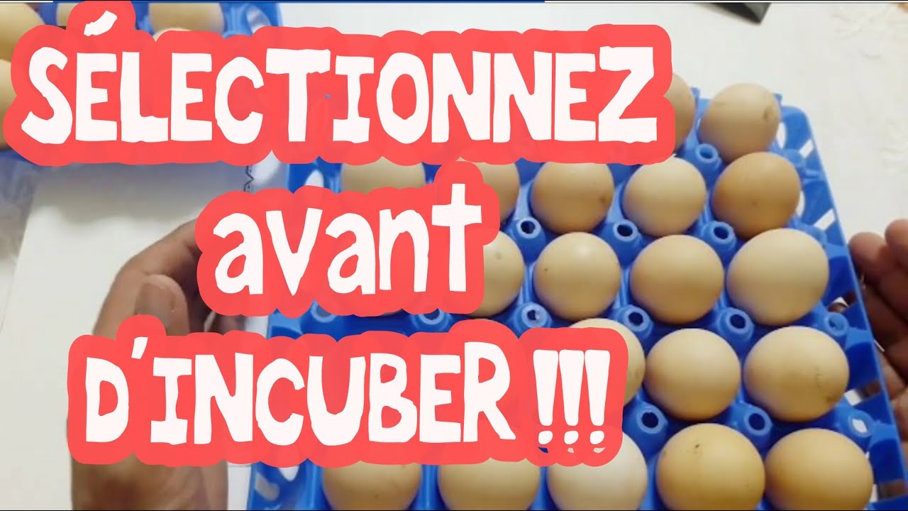 Avant l'incubation, comment sélectionner et nettoyer les oeufs