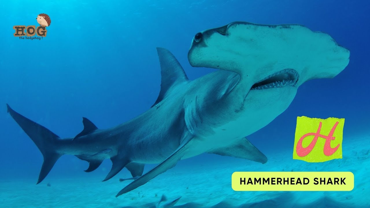 ABC Shark Song | Sea Animals Song | Learn English, Alphabets and Animals for Kids #abcd