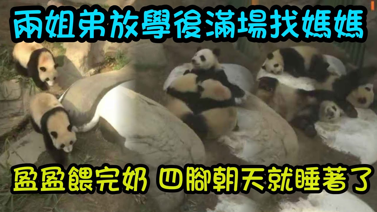 2月2日 家姐細佬放學回到玩具房到處找媽咪，終於見到媽咪，圍著媽咪喝奶 #大熊貓家姐細佬 #香港大熊貓