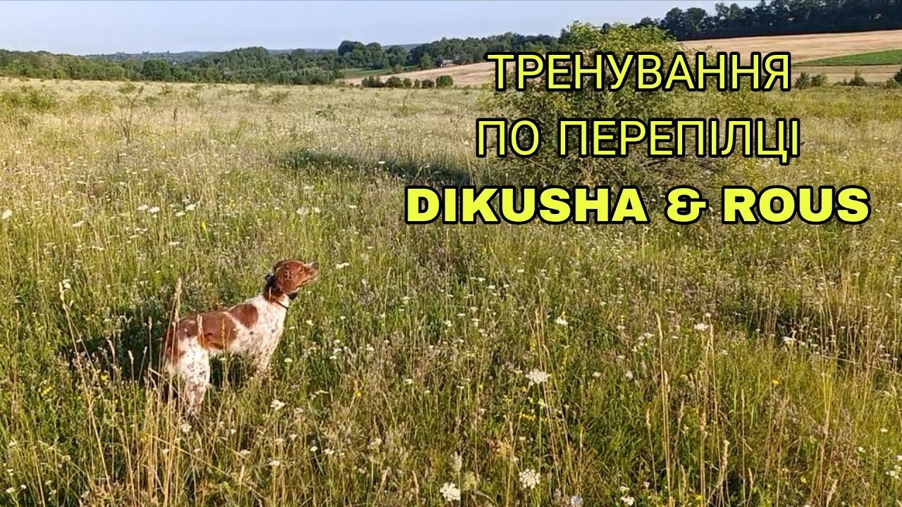 ВИЙШЛИ ТРЕНУВАТИСЬ ПО ПЕРЕПІЛЦІ А НАТРАПИЛИ І НА КУРІПОК😉 Training on Quail and Grey Partridge