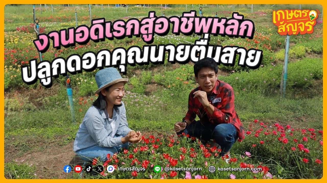 จากงานอดิเรกสู่อาชีพหลัก ปลูกดอกคุณนายตื่นสาย ดอกไม้เล็ก ๆ ที่รายได้ไม่เล็ก | เกษตรสัญจร