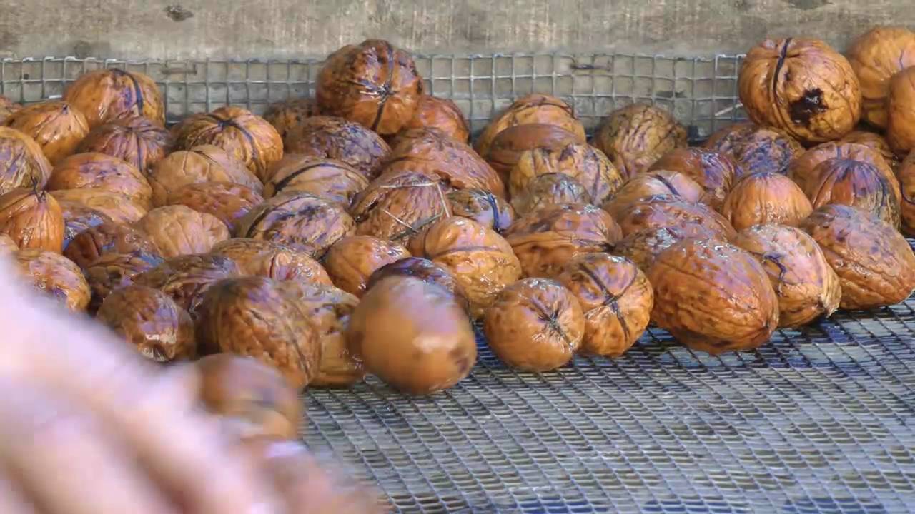 Récolte de la Noix  de Grenoble à l' ancienne