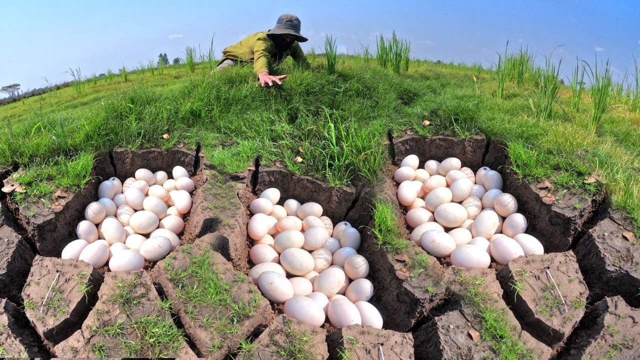 wow wow! Farmer pick duck eggs in rice field by hand skills