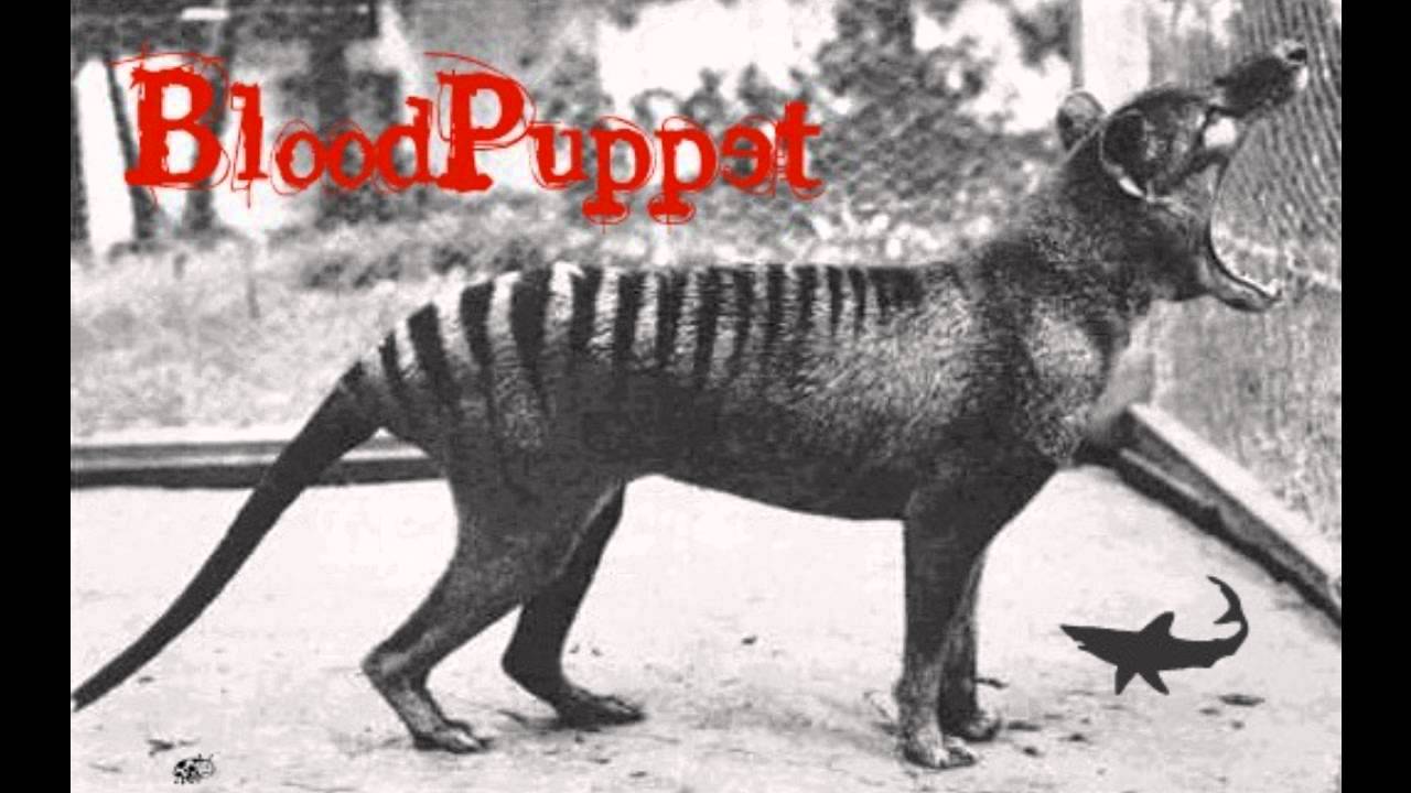 BloodPuppet-Frogsporn