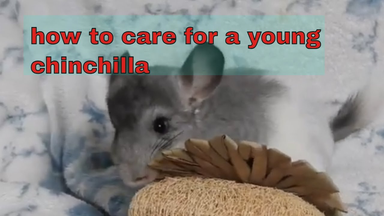 How to care for a young baby chinchilla, 12 weeks to 6 months