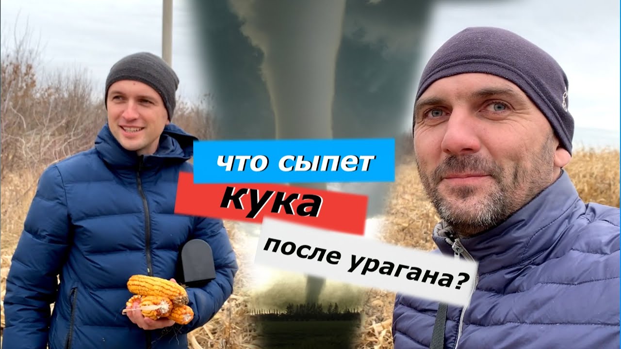 Что сыпет кукуруза после последствий урагана! Семена 