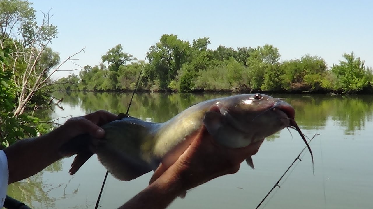 CRAWDADS, STRIPERS, CATFISH  ... 'SHAG SLOUGH' UPDATE