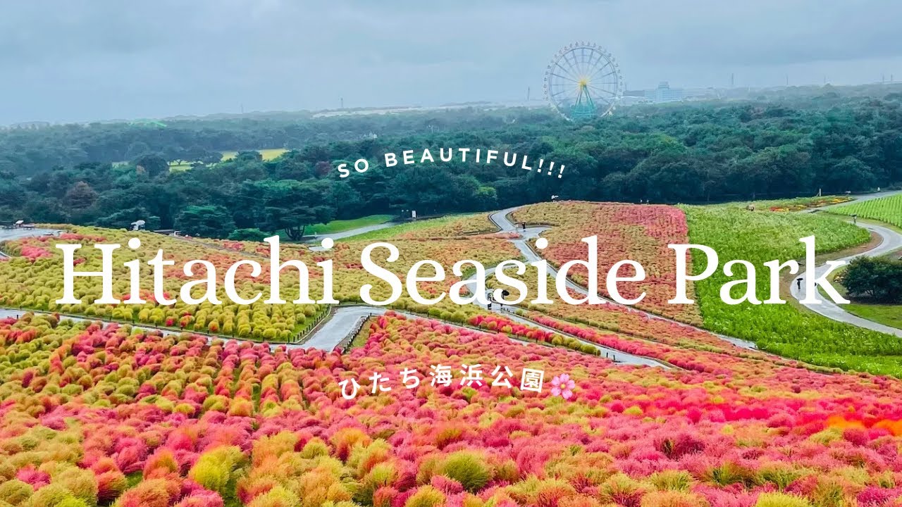 So Beautiful!!! | Hitachi Seaside Park Japan in Autumn 🇯🇵 | Japan Travel Vlog