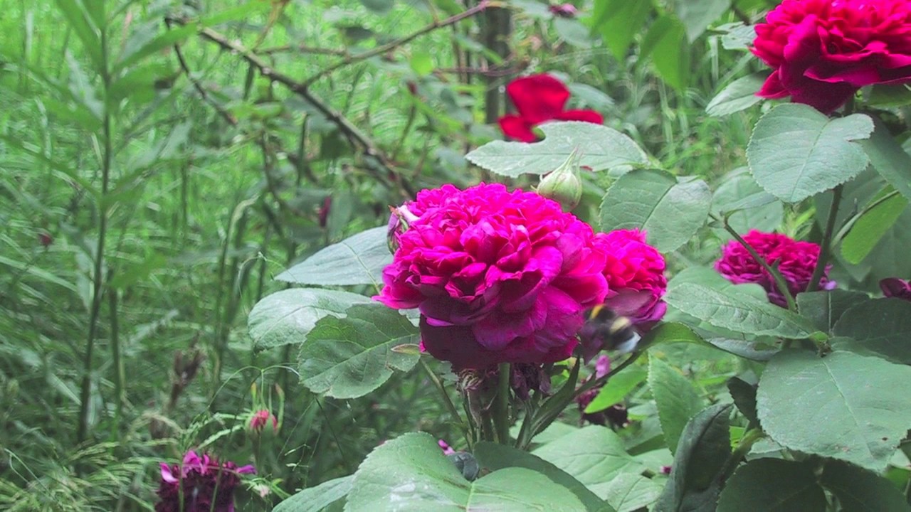 Offene Gartenpforte Hessen 2019    ----     Open Gardens, Hesse, Germany, 2019