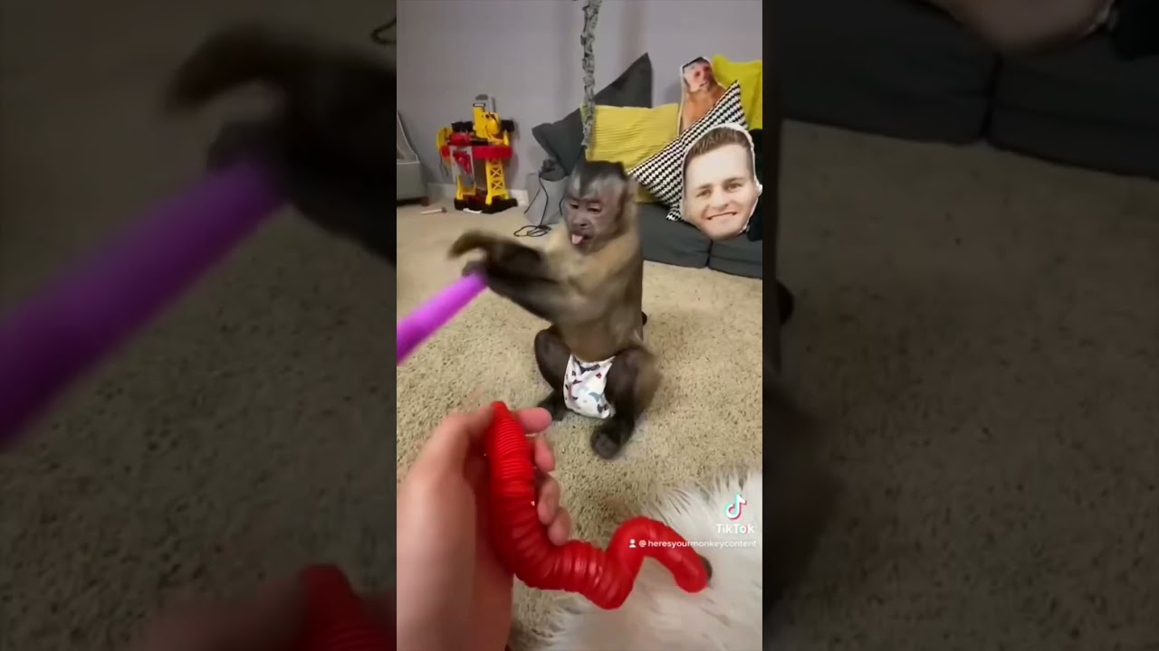 TikTok Monkey Compilation December 2020