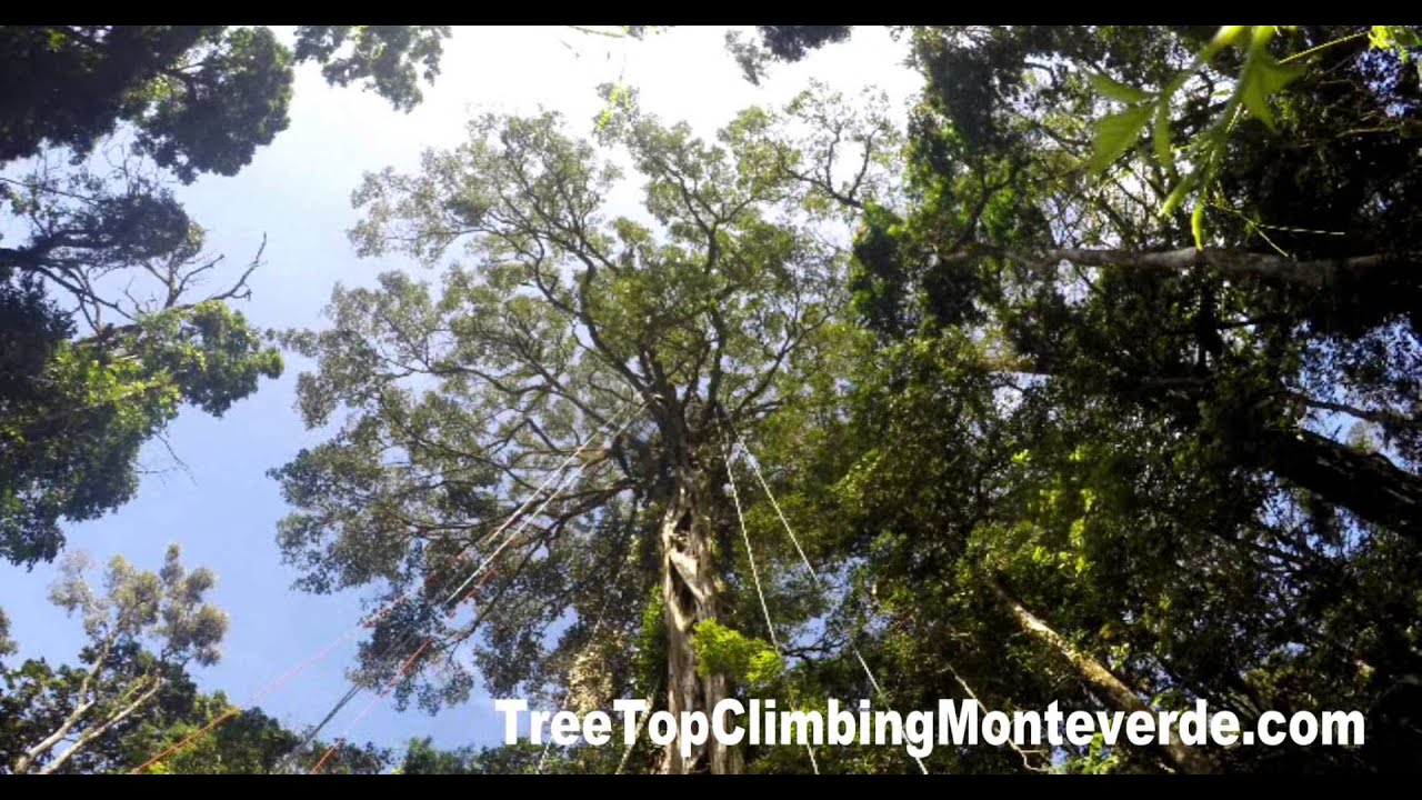 TreeTop Climbing Monteverde - Time Lapse