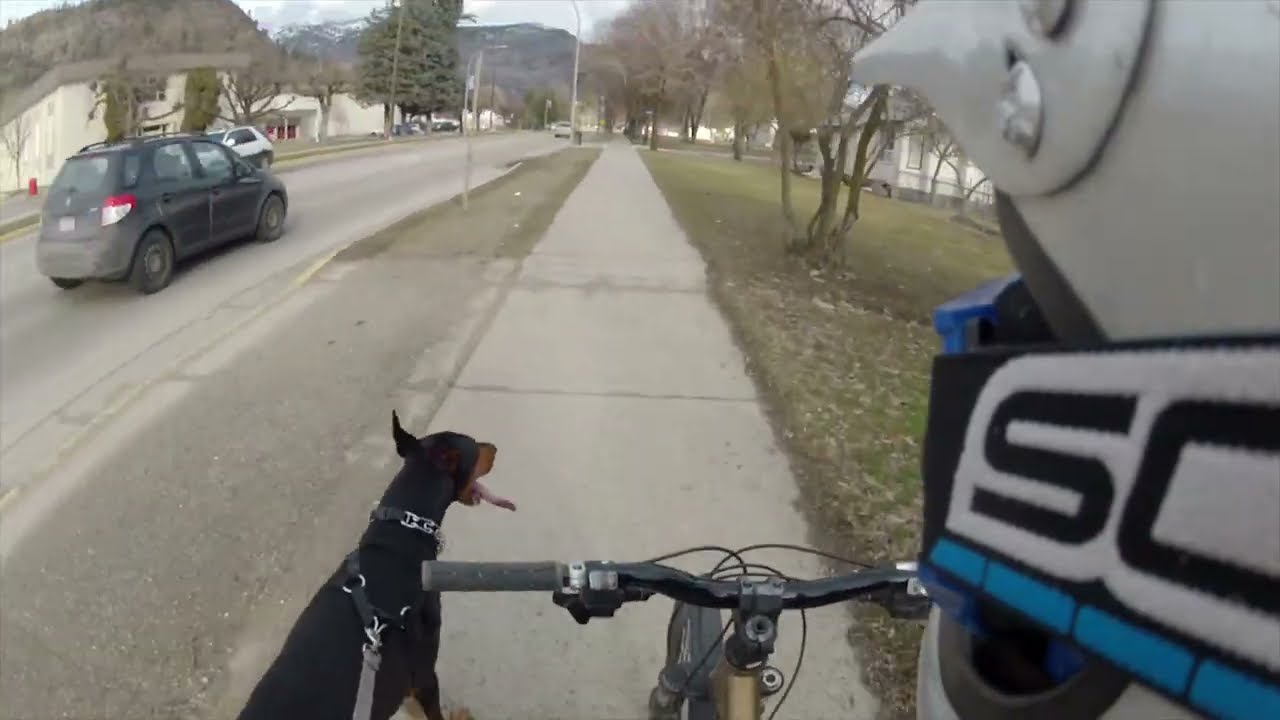 Doberman: Fall Run Around Town
