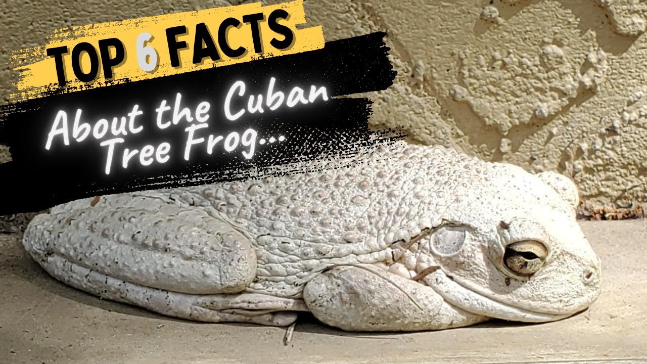 Facts About the Cuban Tree Frog