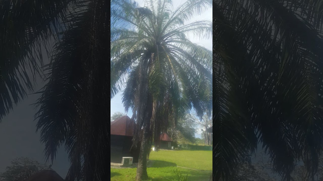 aldeia ca passarinho em Angola soyo