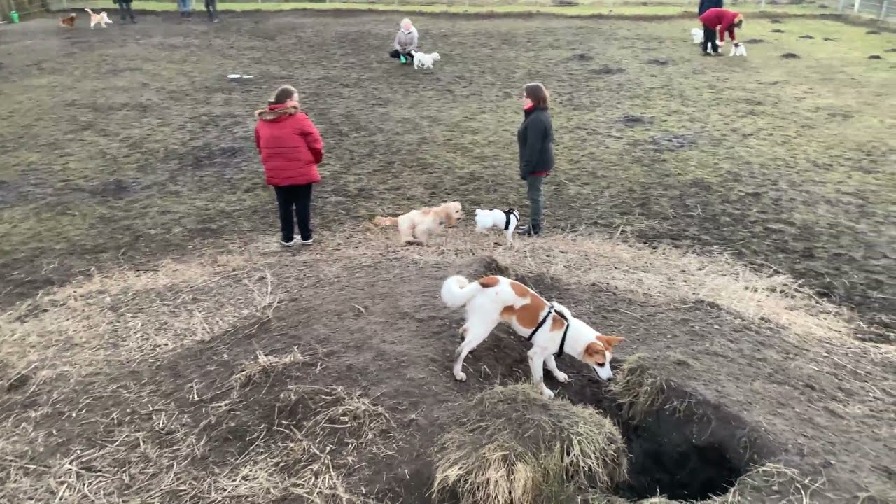 Hundem&oslash;der hos Guldlund Hundecenter